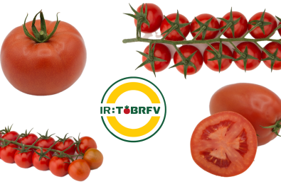 Tomates IR ToBRFV Tomates IR ToBRFV
