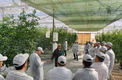 Vitrine Tomate Vitrine Tomate