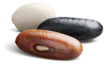 Semences Haricot