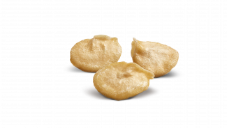 Semences Poivron