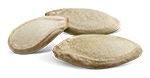 Semences de la Courgette