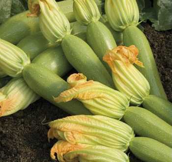 Courgette