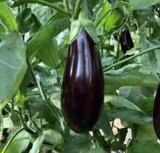 Aubergine